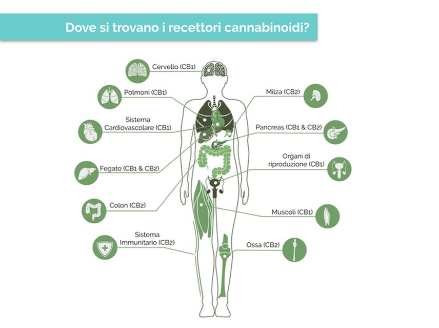 recettori cannabinoidi