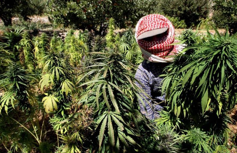 Libano Cannabis Hashish