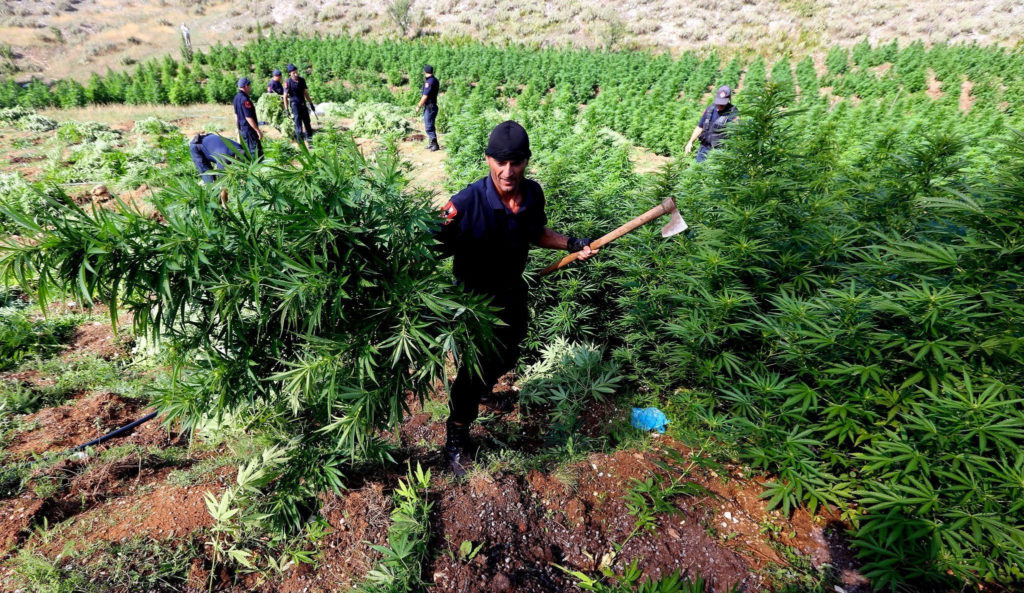 Albania Cannabis Terapeutica