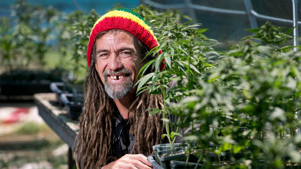 Nuova Zelanda Legalizzare Cannabis